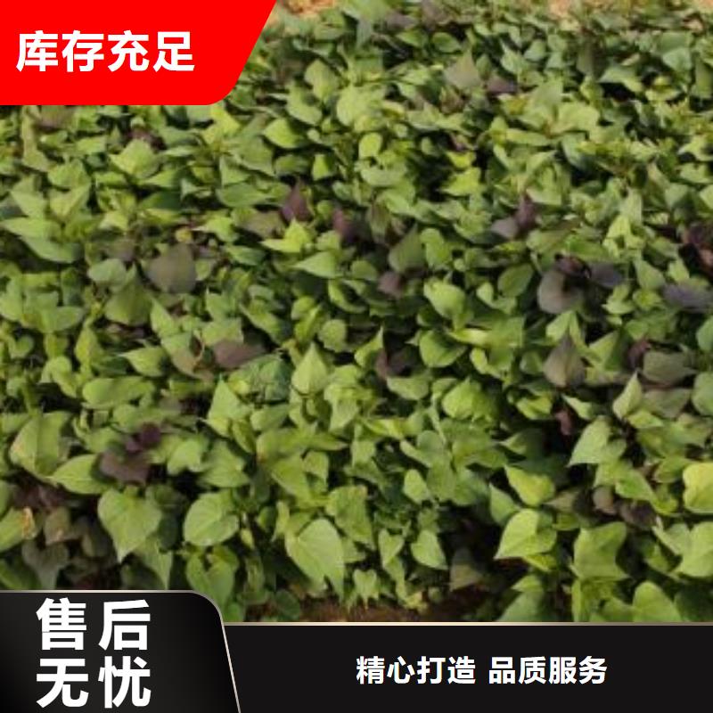 脱毒紫薯苗批发