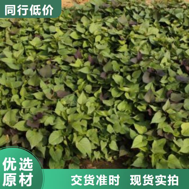 高产脱毒紫薯苗（凌紫品种）育苗生产加工一条龙