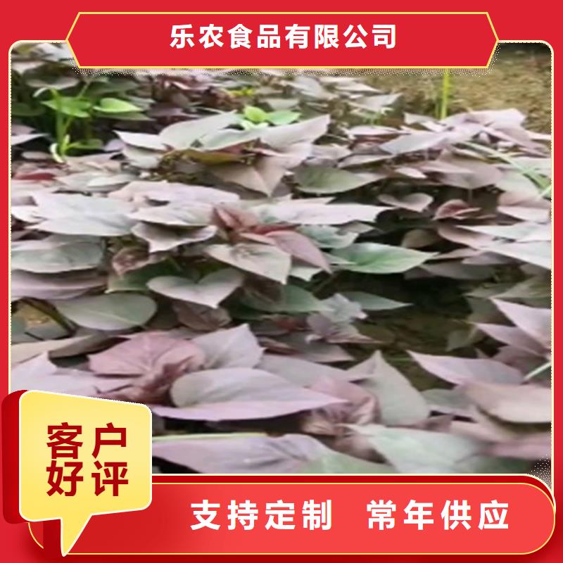 脱毒红薯苗（西瓜红）供应