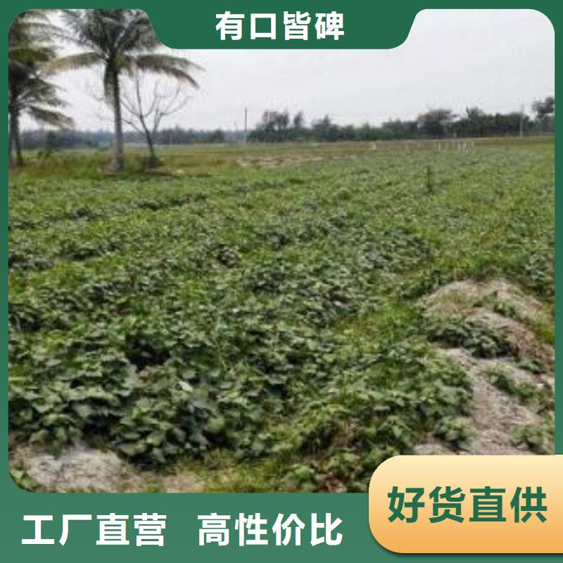东风8号紫薯苗价格