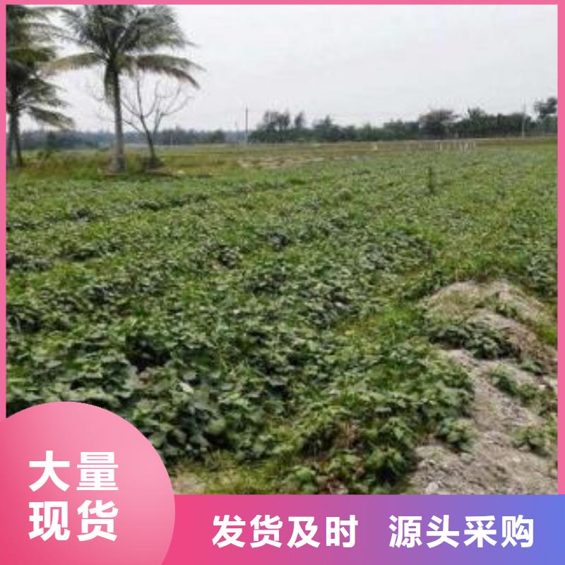 脱毒紫薯苗（济黑品种）快速发货