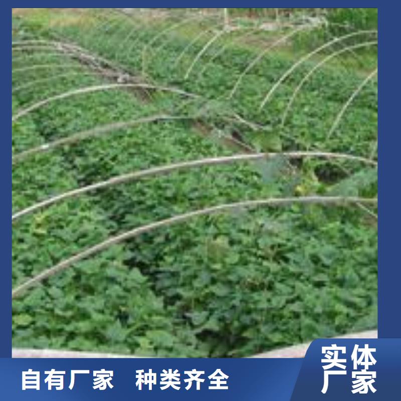 高产脱毒紫薯苗（凌紫品种）种植时间
