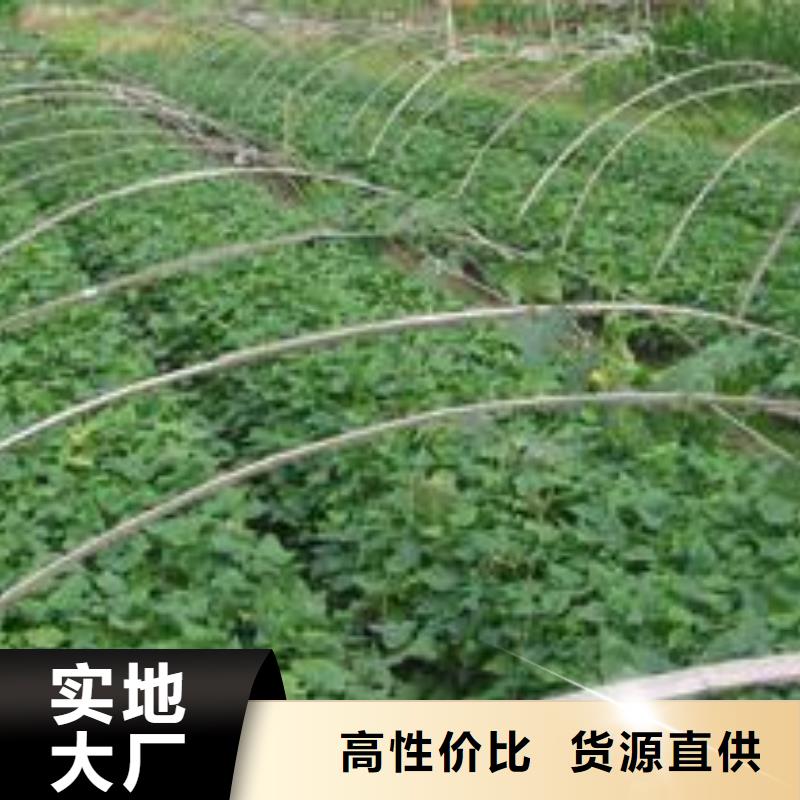 襄樊麦茬苗普薯32号（红薯苗）厂家