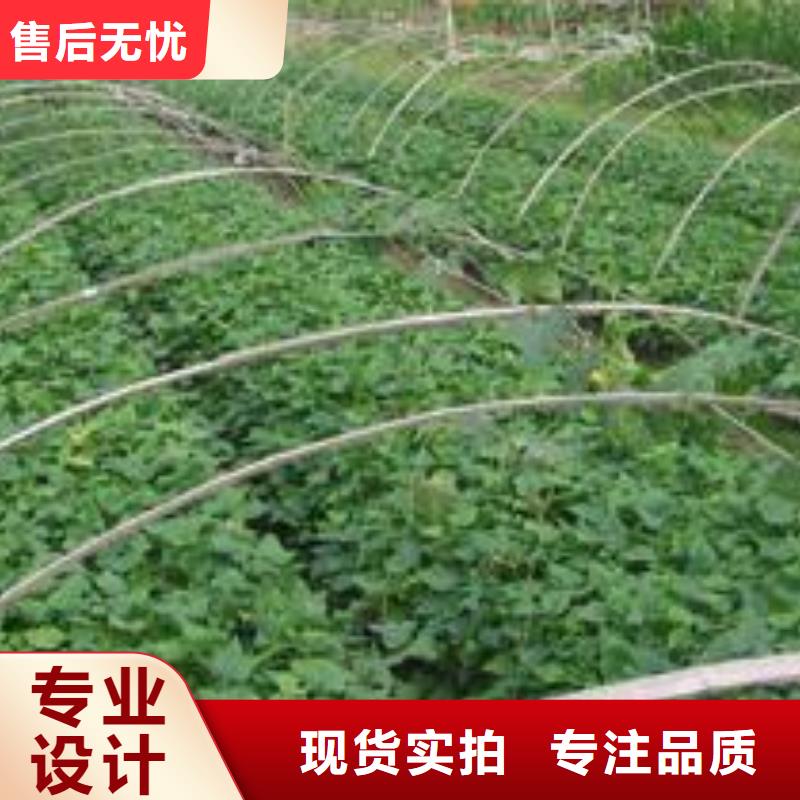 【紫薯苗羽衣甘蓝粉产地工厂】