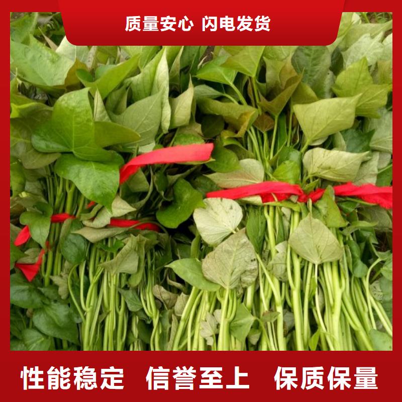 绫紫薯苗病虫防治