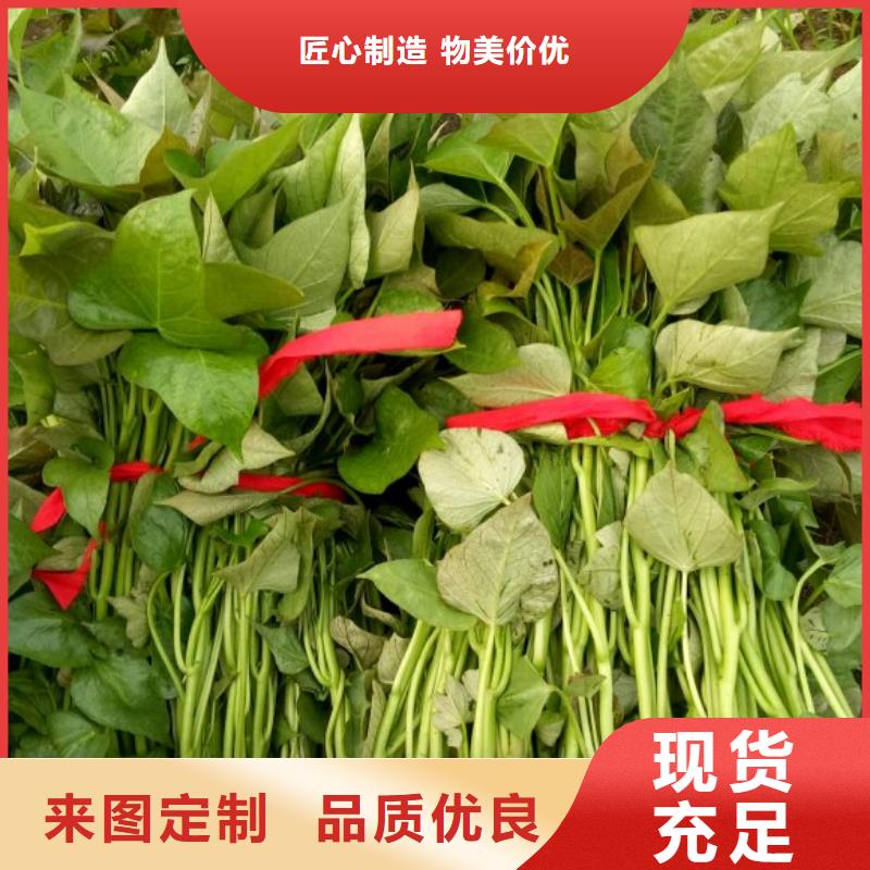 脱毒紫薯苗（济黑品种）报价