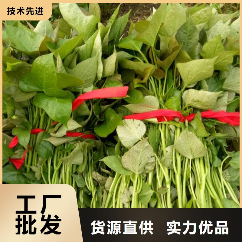 高产红薯苗（普薯32号)常年销售
