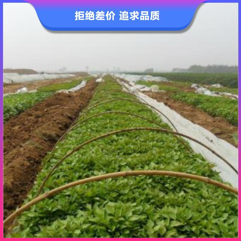 高产红薯苗千亩种植