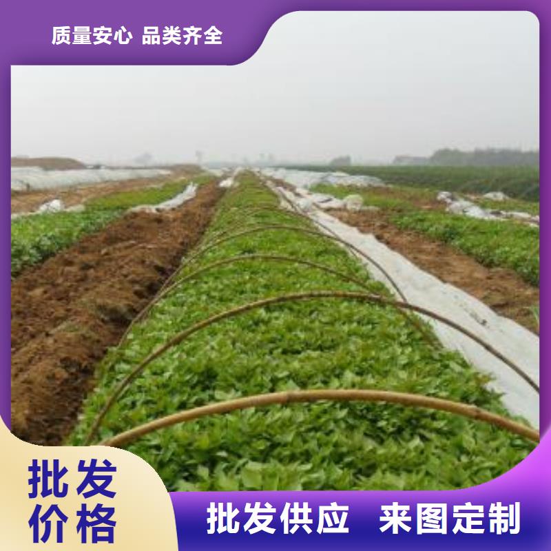 济黑2号地瓜苗（紫薯苗）有保证