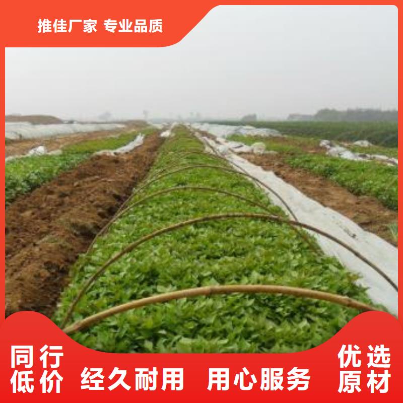 高产红薯苗有保证
