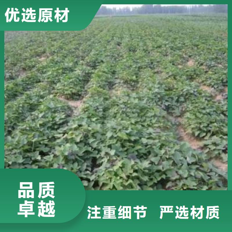 【紫薯苗羽衣甘蓝粉产地工厂】