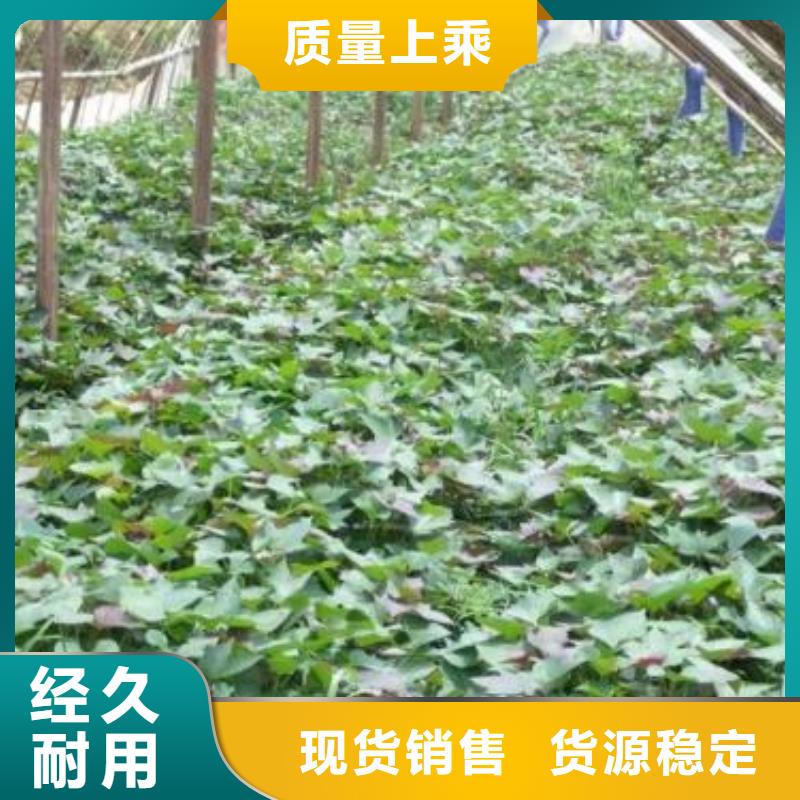紫薯种苗供应