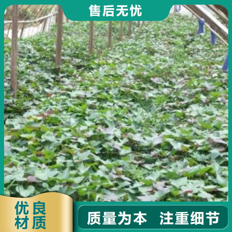 红甘薯苗（高剪苗）批发价格