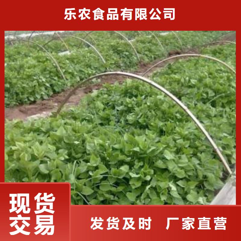 济黑2号紫薯苗价优保真