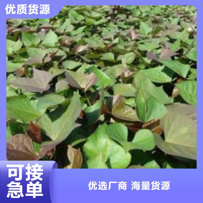 高产红薯苗（预售中）高质量选购