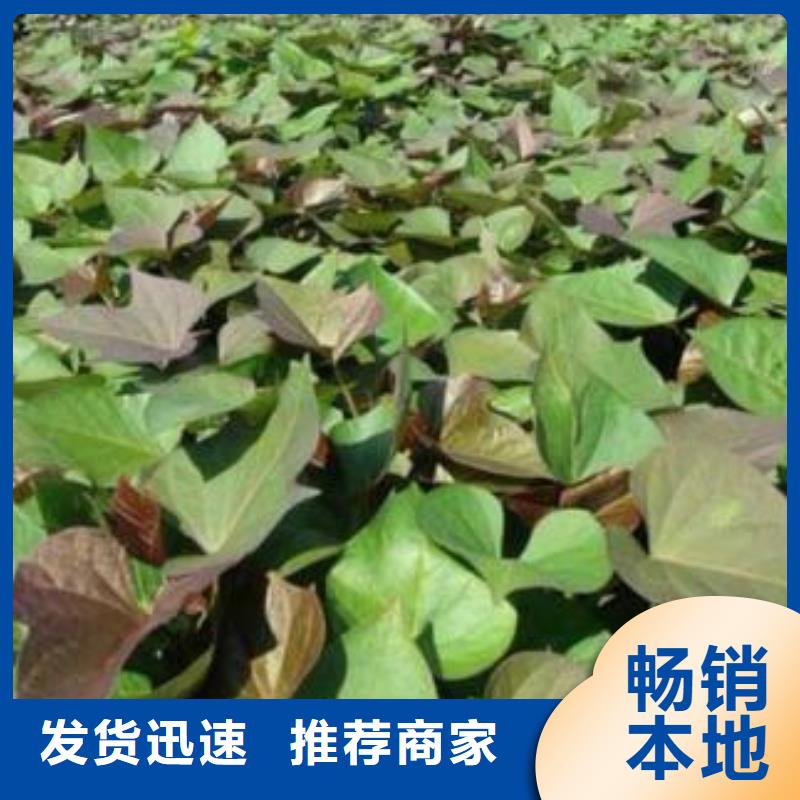 甘薯苗（紫红薯苗）品种多样