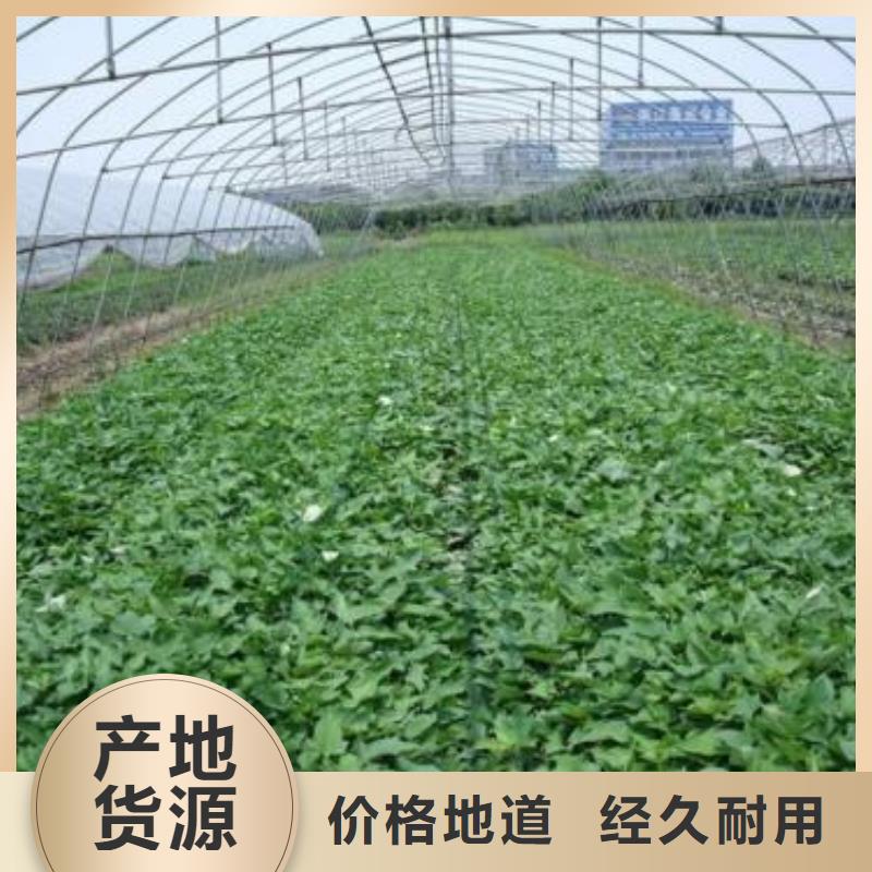 高剪红薯苗产地直销