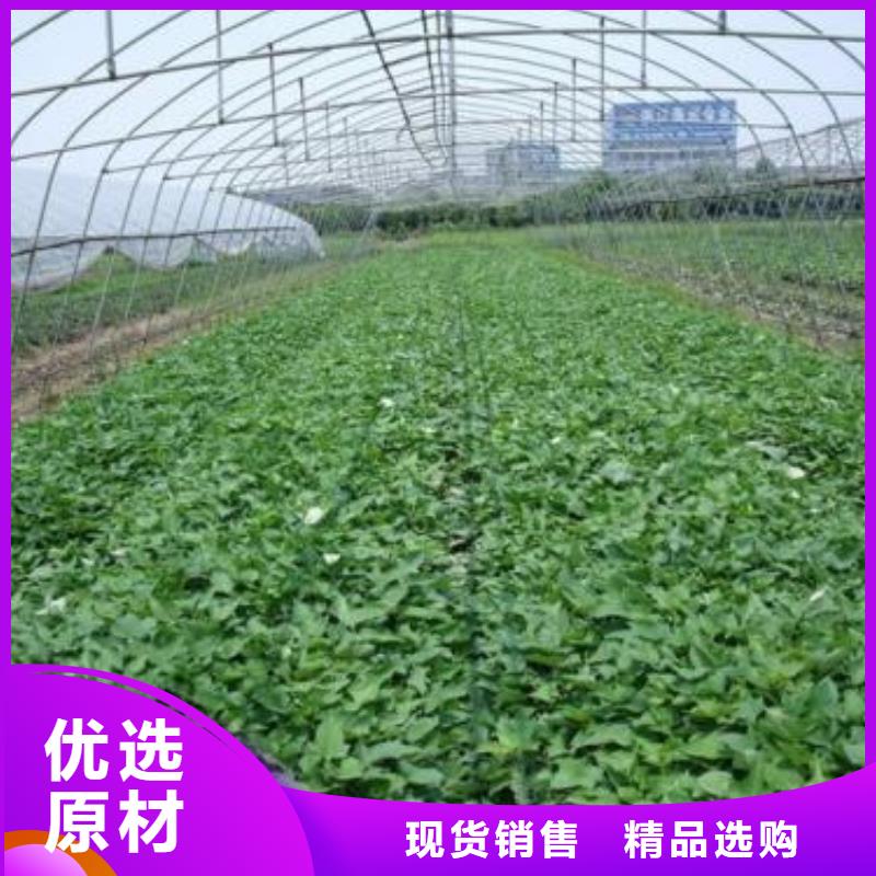 紫地瓜苗子什么时候种