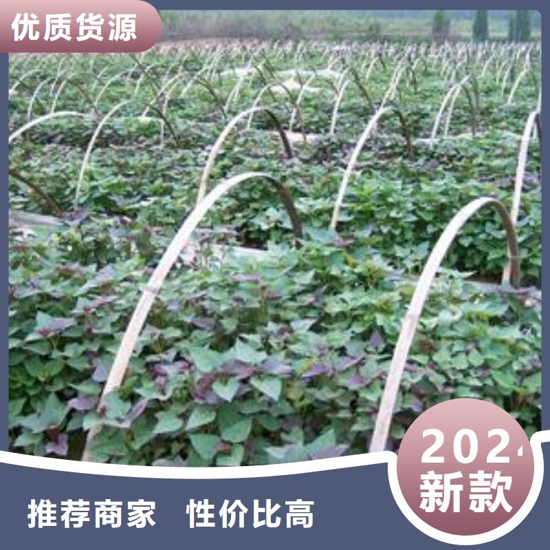 红薯苗（西瓜红）源头厂家
