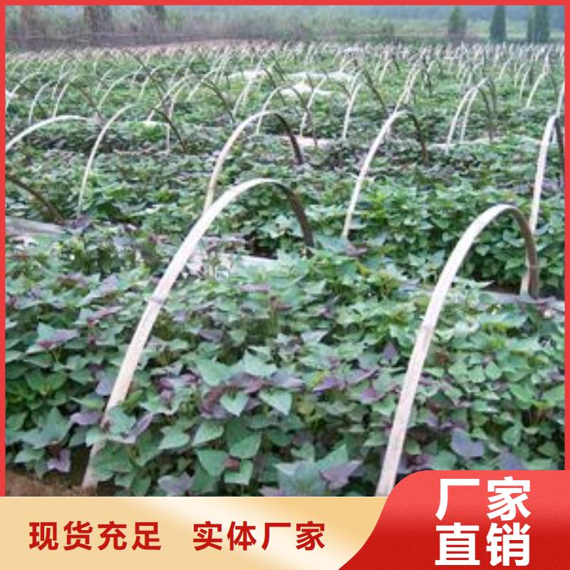 紫薯苗2025新苗上市