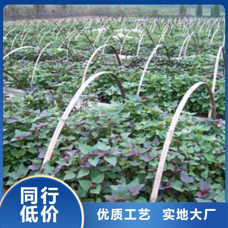 高产红薯苗质量可靠