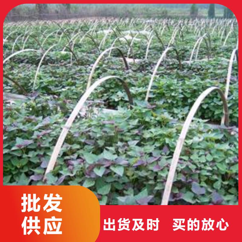 紫薯苗销售