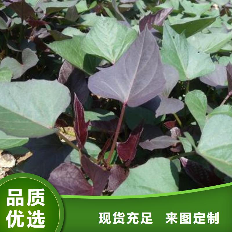 【紫薯苗羽衣甘蓝粉产地工厂】