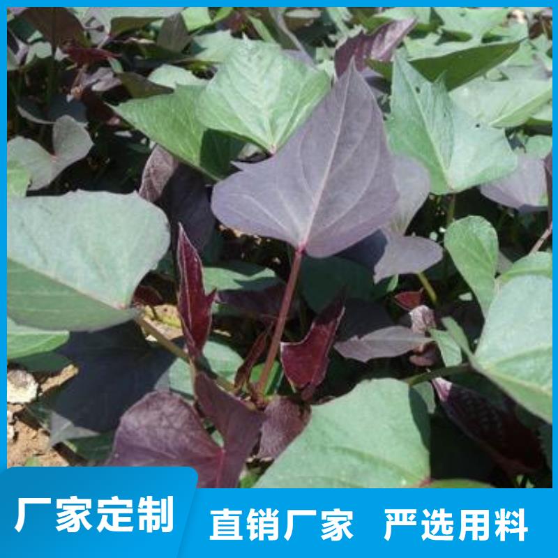 襄樊麦茬苗普薯32号（红薯苗）厂家