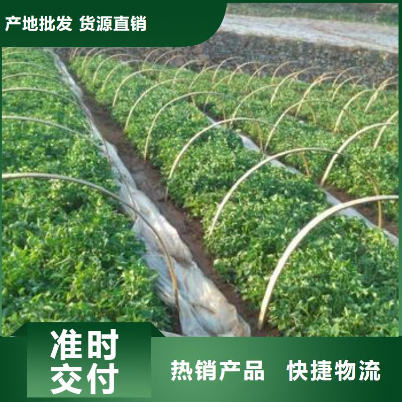 紫甘薯苗销售