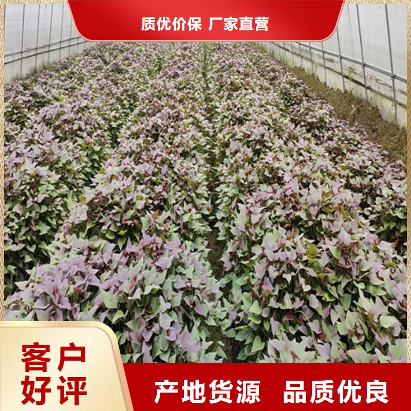 麦茬苗（紫薯)市场行情