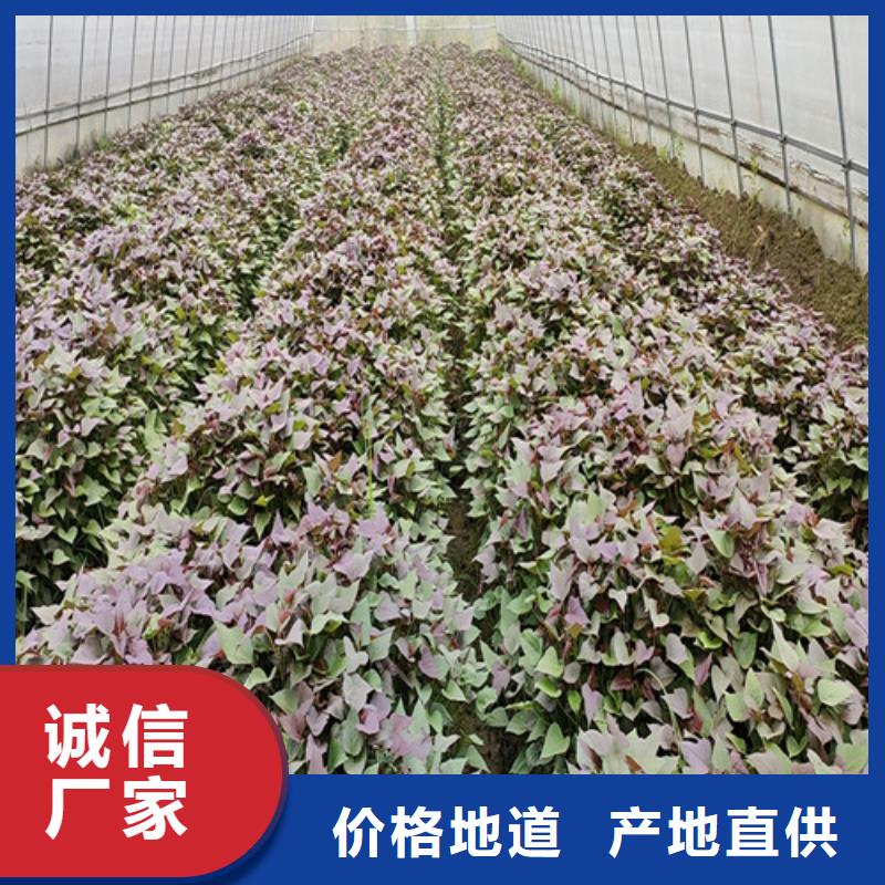 脱毒红薯苗（西瓜红）介绍