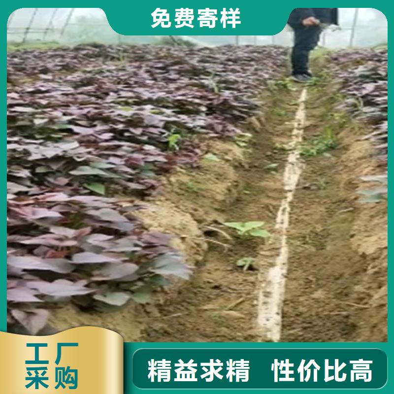 红薯苗（西瓜红）厂家价格