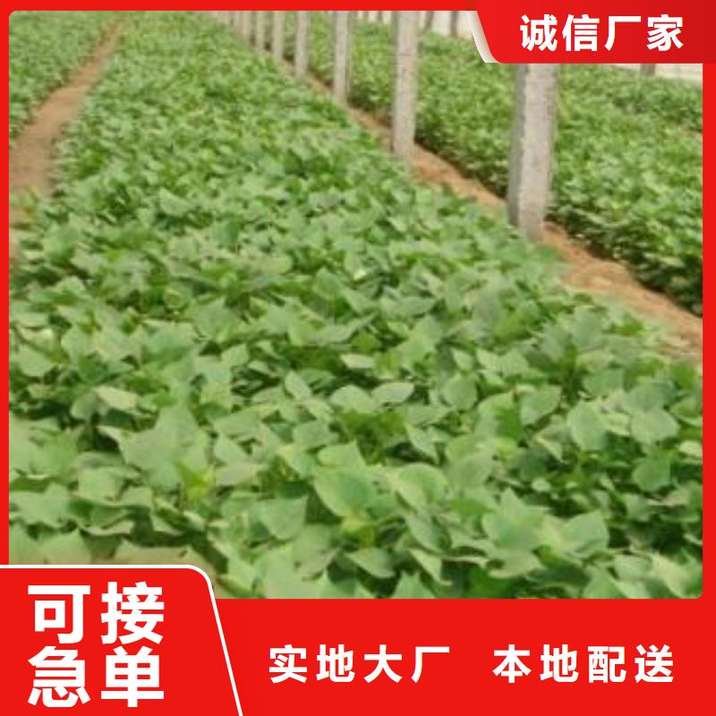 高产红薯苗有保证