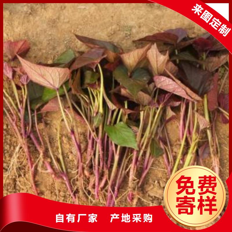脱毒紫薯苗（济黑品种）预定中
