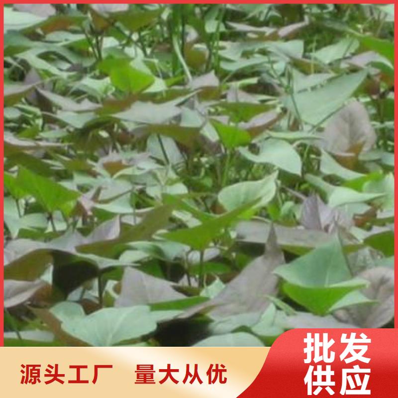 紫薯苗产地