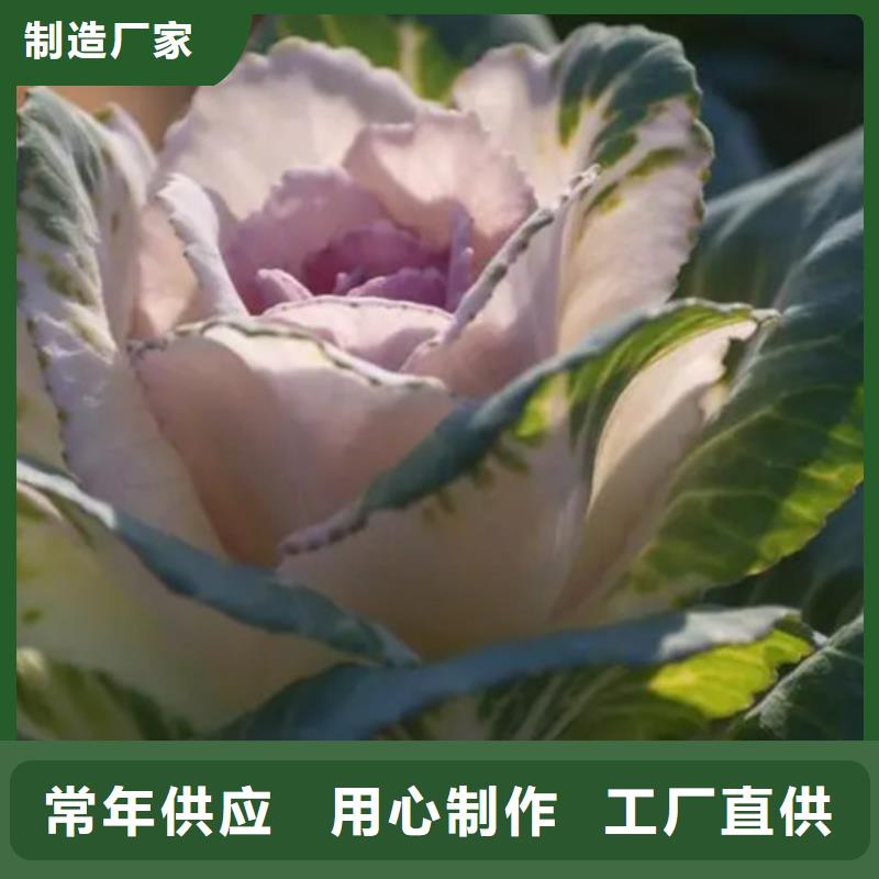 羽衣甘蓝粉支持非标定制