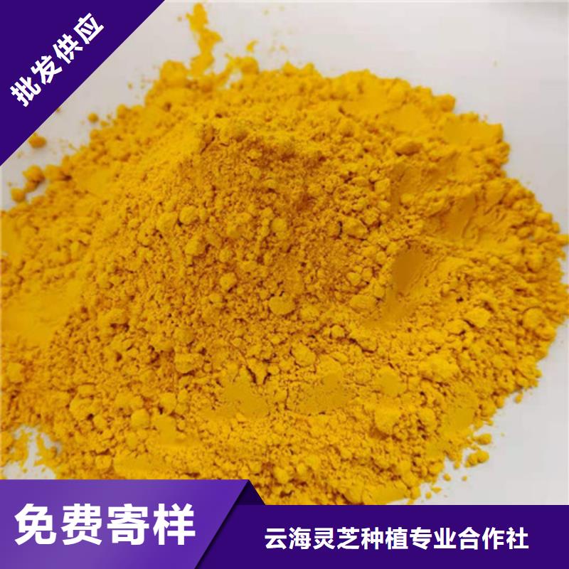 【南瓜粉灵芝盆景厂家大量现货】