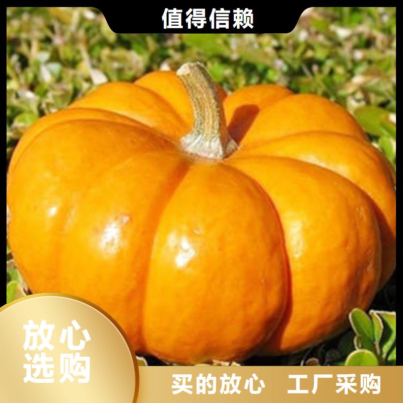 南瓜生丁适宜人群