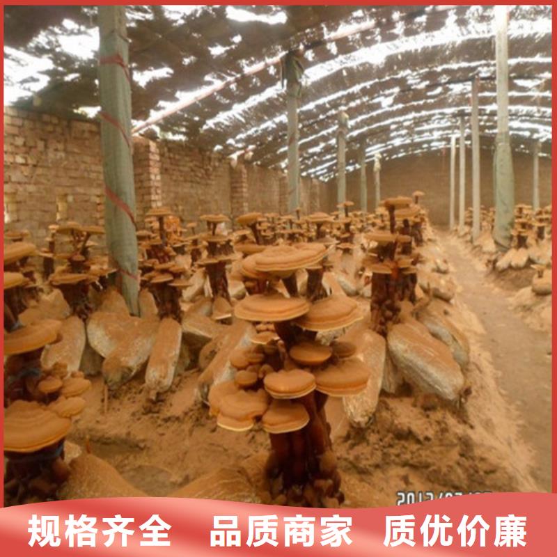 破壁灵芝孢子粉工艺精致