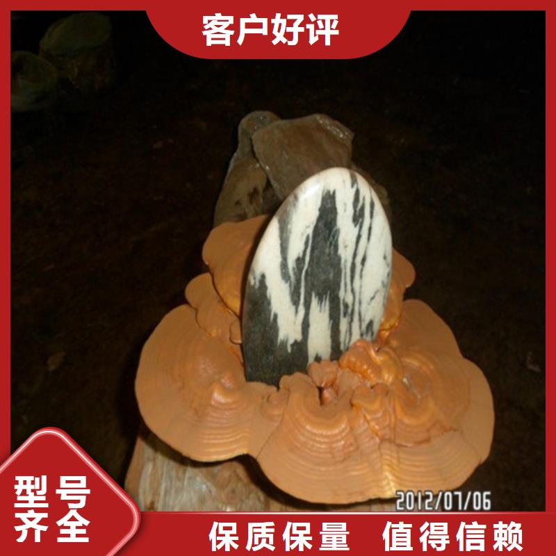 破壁灵芝孢子粉供货稳定