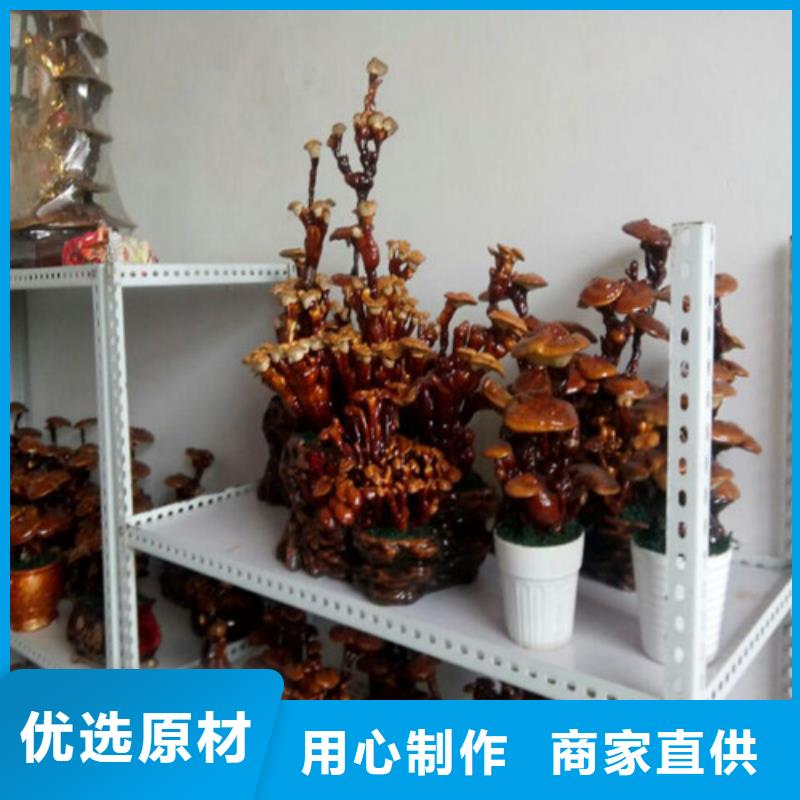 灵芝超细粉公司