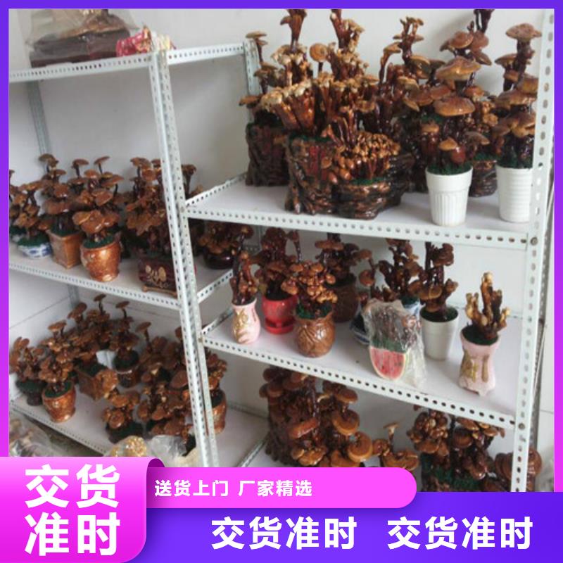 
孢子灵芝正规厂家生产