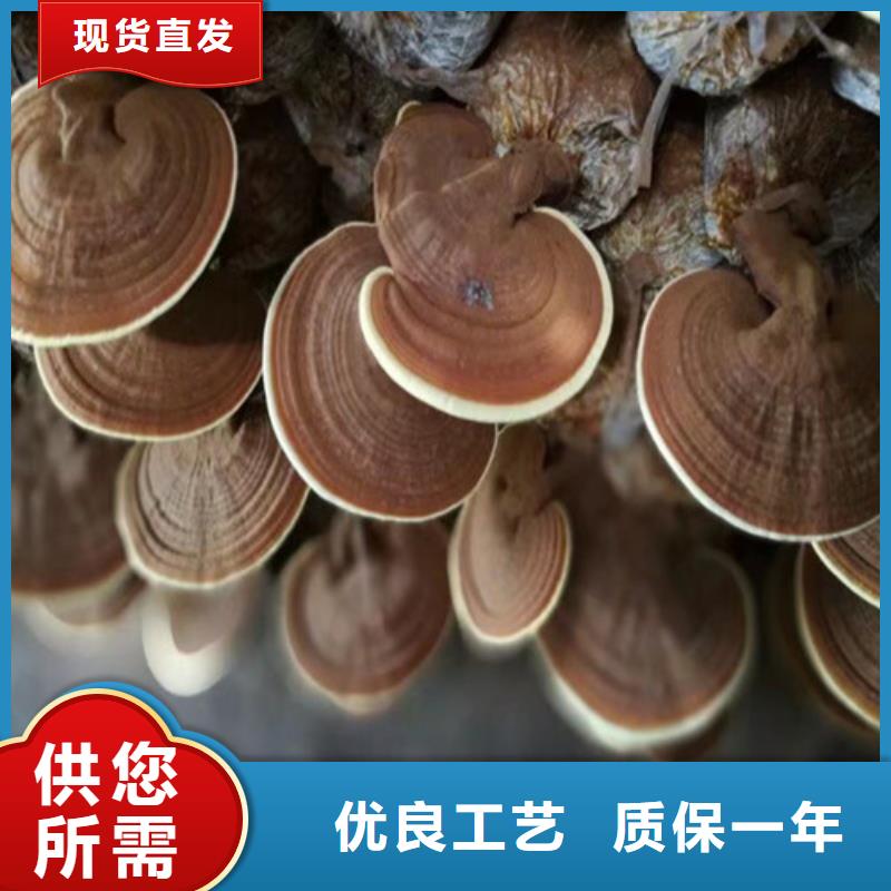 
孢子灵芝正规厂家生产