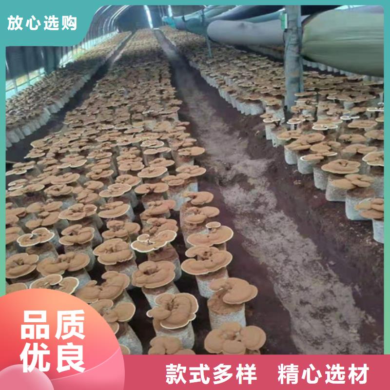 
灵芝超细粉质保2年
