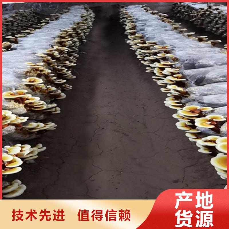 灵芝孢子粉厂家批发