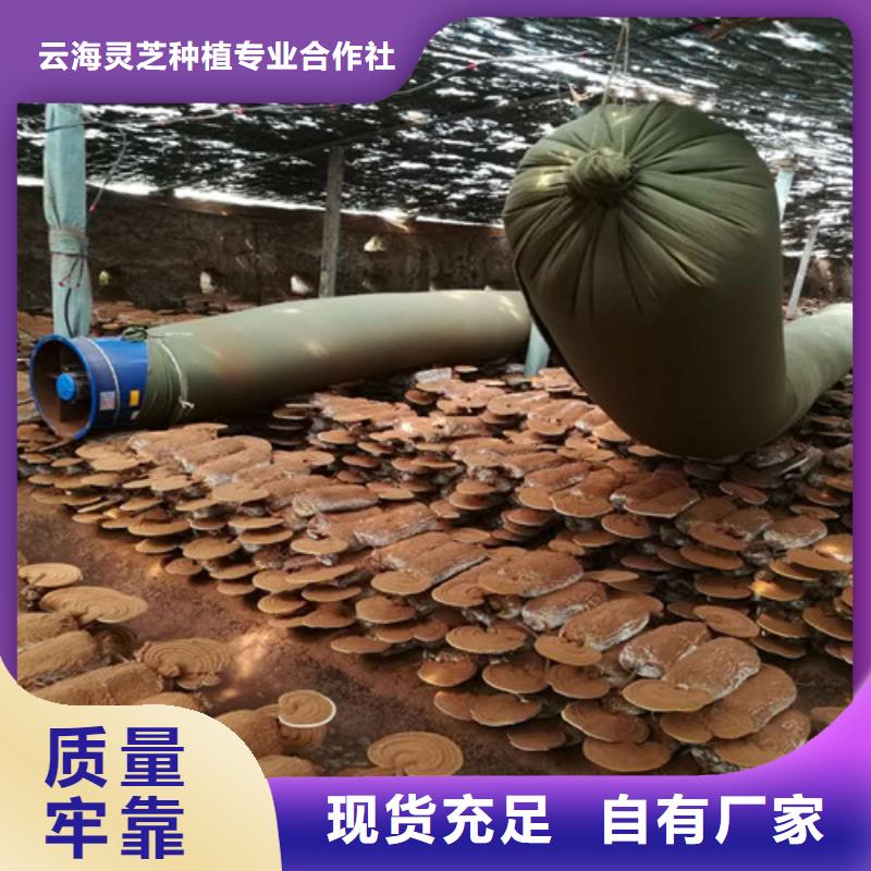 
孢子灵芝正规厂家生产
