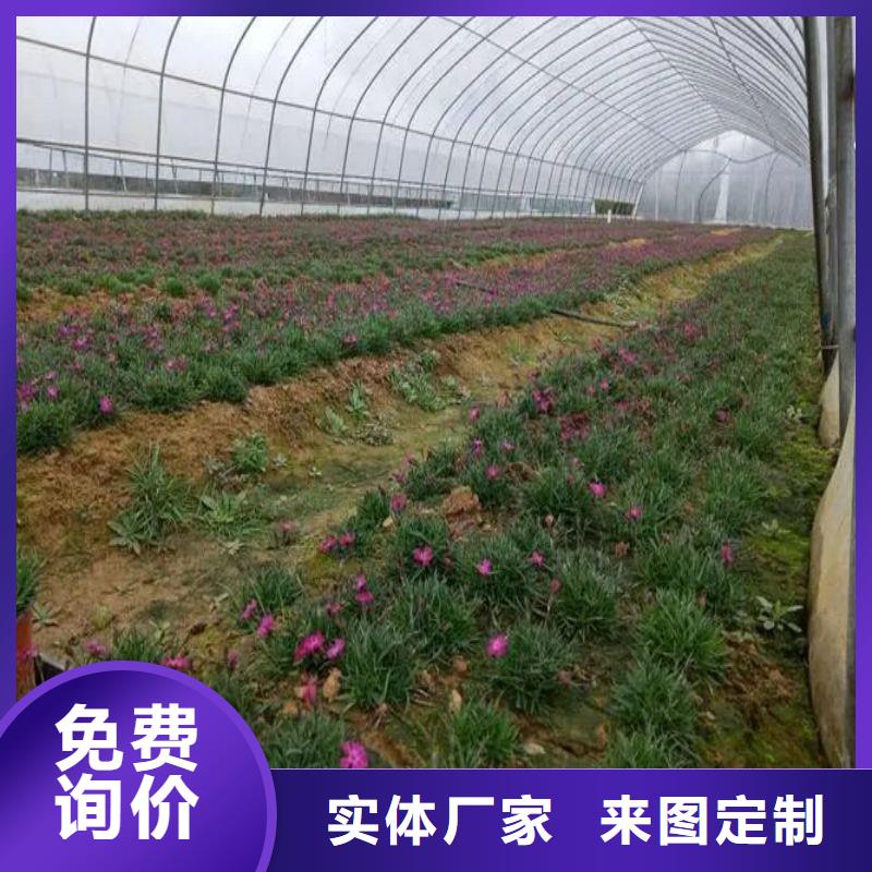 延平连栋大棚的优缺点来图定制2025