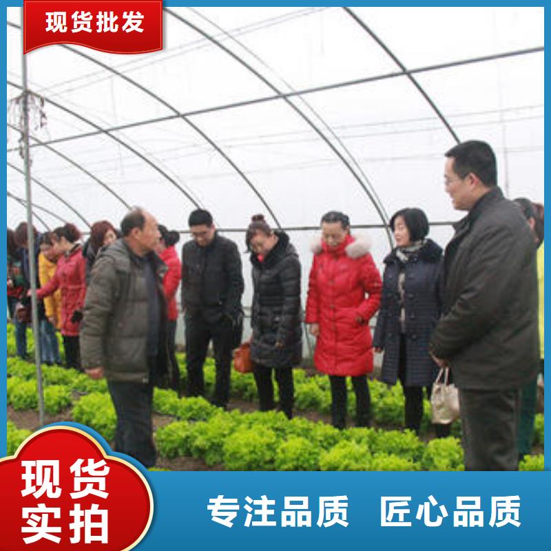 大棚搭建现货直销厂家