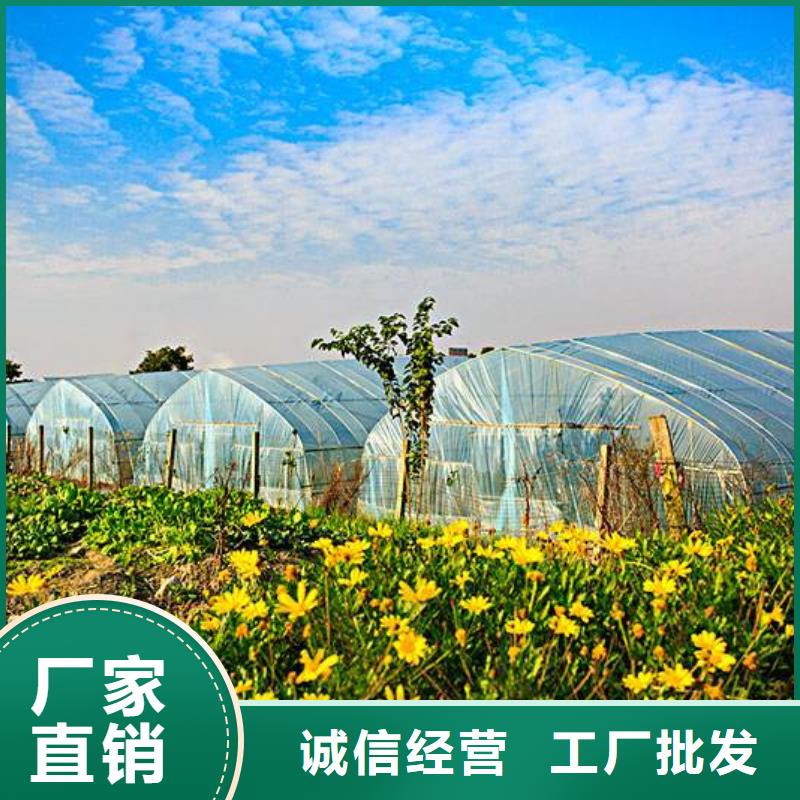 阳明大棚管团队2025已更新