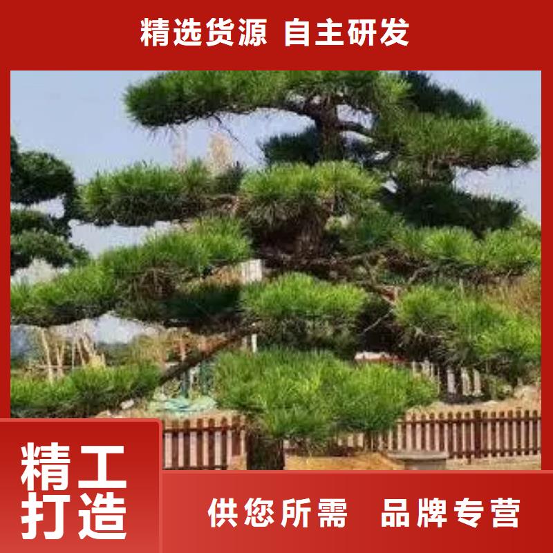 信誉好的平顶松厂家_质量保证